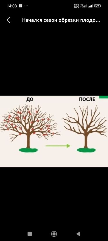 дрова сухие: Дрова Бесплатная доставка