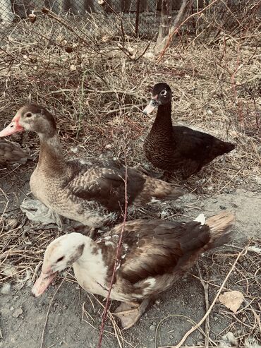 дом для животных: Продаю утят 5 месяцев, по 500 сом