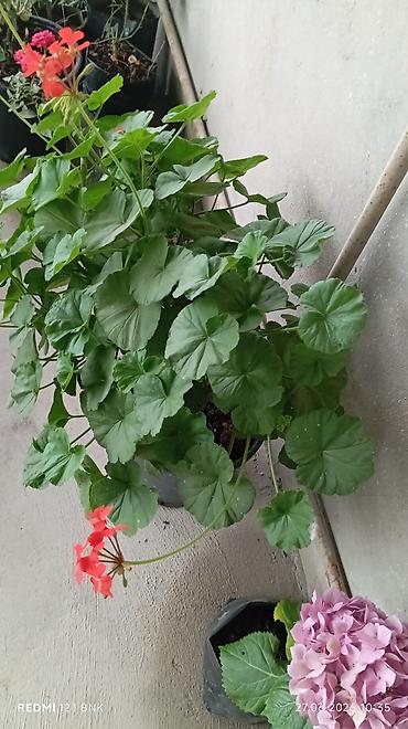 ətirşah bitkisi: Qırmızı çiçəkli sardunya (geranium) – qapalı/açıq məkan üçün bəzək — 2