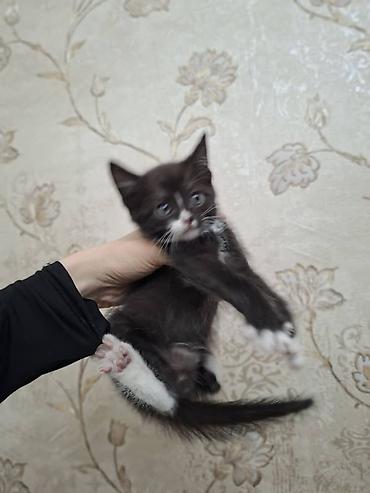 Мышыктар: Котята домашние, разного окраса: - Полосато-белый котёнок с короткими — 2