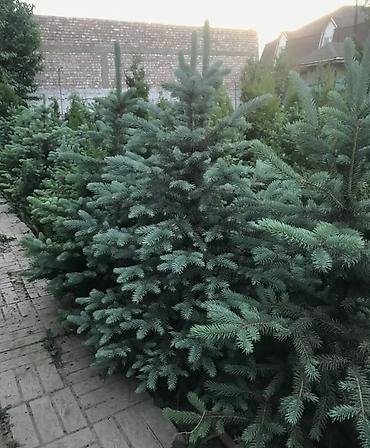 Туя: "Смарагд" туялары жана голубая ель (көк карагайлар) арзан баада — 8