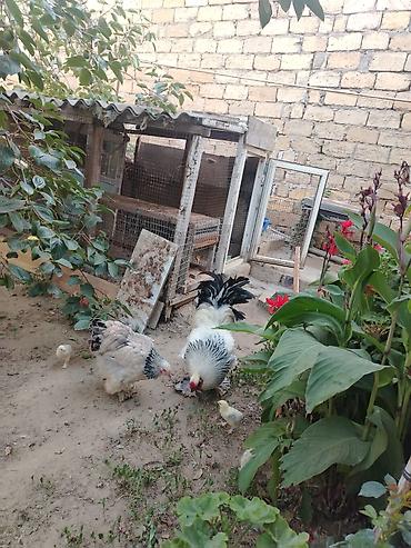 cane corso yavru: Saf Brahma Sortu. Ağ layt cinsi. Tək toyuqdur deyə yetərincə — 3