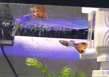 Аквариумы: Рыбки гуппи подростки — 5