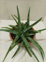 Digər bitkilər: Aloe vera — 6