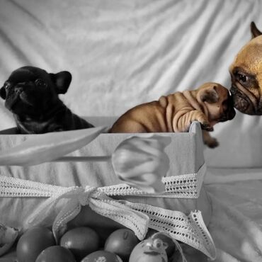 Psi: Muzijak francuskog buldoga dostupan za parenje,star 2 godine — 9