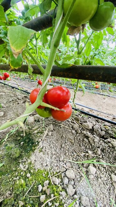 Другой готовый бизнес: Готовый бизнес. Теплица — 11