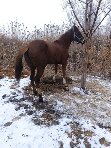 Лошади, кони: Продаю | Mare | Half-breed | For breeding | Tribal