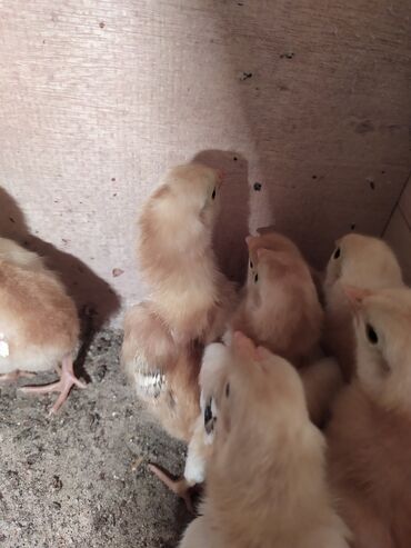 Птицы: Продаю цыплята корейских тоджона 5-сутка 30-шт