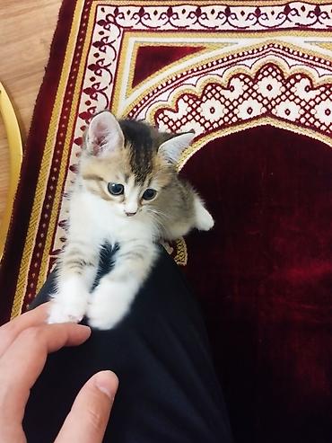 pişik boz: Dişi, Yaxşı əllərə, Ödənişli çatdırılma — 1