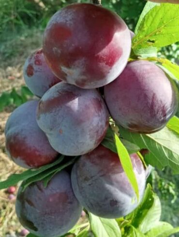 Meyvə və giləmeyvə: Bütün növ meyvə tinglərinin satışı mümkündür. Öz sahəmizdən satırıq — 8