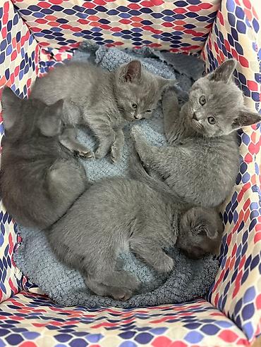 Продажа кошек: Скотиш Страйт (Шотландская прямоухая), 2 месяца, Девочка, Серый, Приучена к лотку, С документами — 4