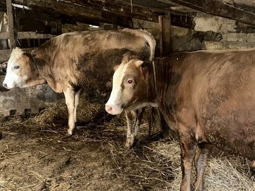 Inəklər, öküzlər: Erkək, il: 1, 100120 kq, Damazlıq, Ətlik, Ünvandan götürmə — 15