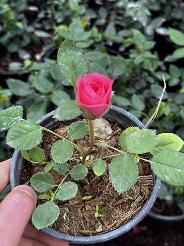 Miniatur qızılgül (Rosa) – saksıda - Növ: kompakt, miniatür qızılgül lalafo.az -da Miniatur qızılgül (Rosa) – saksıda - Növ: kompakt, miniatür qızılgül