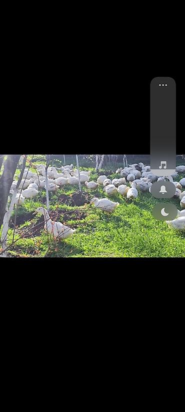 Ördəklər: Məhsul: Ağ ördəklər (sürü halında) Təsvir: - Açıq məkanda otlaqda — 9