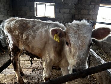 бильгийский бык: Продаю | Бык (самец) | На откорм, Для разведения