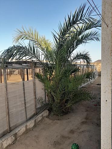 xurma palması: Xurma palmı) ağacı satılır. elaqe wp 070-403-21-30 hündürlüyü 3.4metre — 2