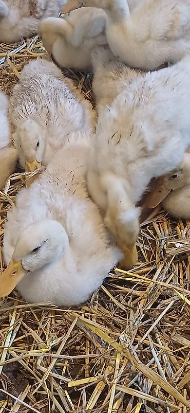 pekin ördeği: Salam tam arginal pekin ördeyleri 1 ay 5 günlük butun vitaminleri — 1