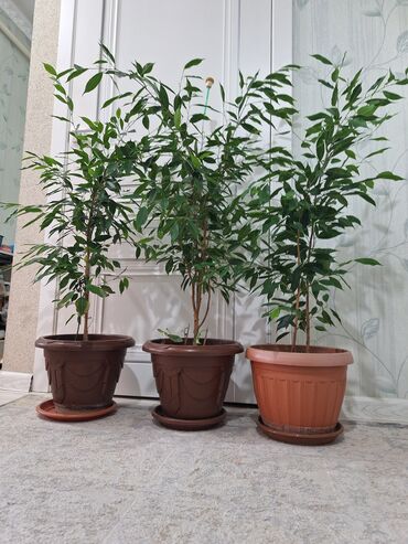 Фикусы: Срочно срочно не дорого каждая по 1500 сомов. Продаю комнатные — 4