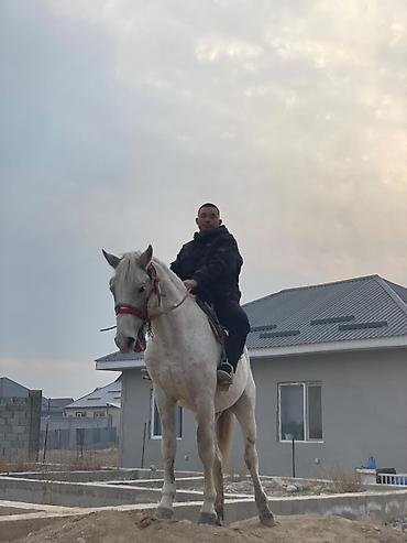 Лошади, кони: Продаю | Конь (самец) | Рабочий, Для разведения, Конный спорт | Мерин — 3