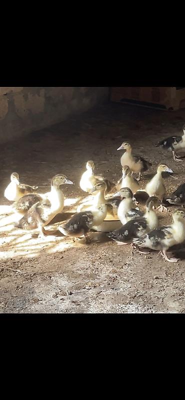 koi baligi satilik: 1 ay yarimliq Zumrud lal ordekeler 30 ededdir Lasota vaksinleri — 2