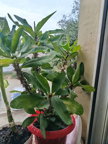 Молочаи: Комнатные растения в горшках: 1) Молочай Миля (Euphorbia milii