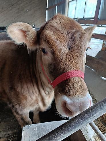 Коровы, быки: Продаю | Бык (самец) | Ангус | На откорм | Привязанные — 9