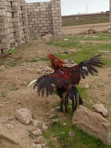 heyvan bazari: Xoruz, Brazil, il: 1, Ünvandan götürmə — 6