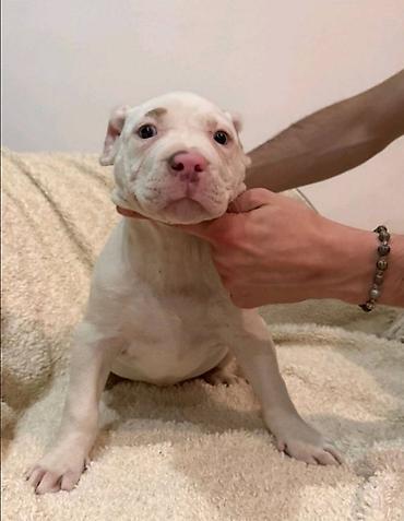 Psi: American bully štenci – vrhunski kvalitet Na prodaju tri prelepe ženke — 8