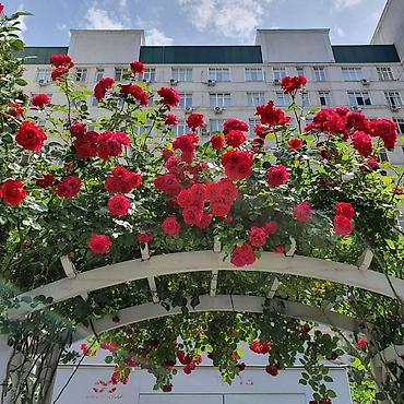шевченко: 2 комнаты, 79 м², 7 этаж — 6