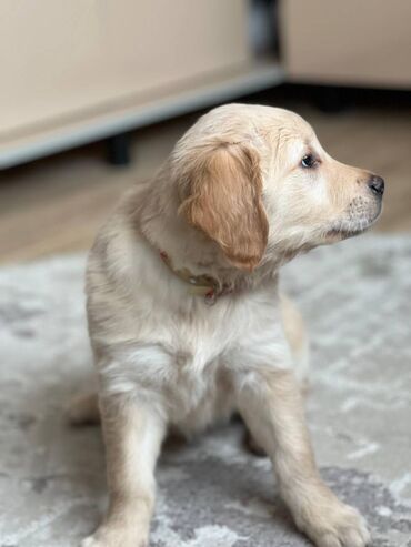 İtlər: Retriever, 2 ay, Dişi, Pulsuz çatdırılma -da lalafo.az — 5 İtlər: Retriever, 2 ay, Dişi, Pulsuz çatdırılma — 5