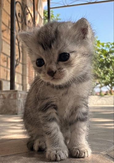 Котёнок, окрас серебристый табби. - Порода: домашний короткошёрстный