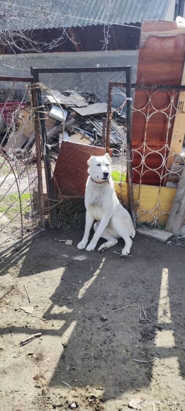 Продажа собак: Алабай, 1 год, Самка, С прививкой, С родословной