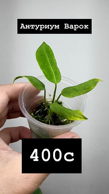 Бөлмө өсүмдүктөрү: Антуриум Кристаллинум (Anthurium crystallinum) На фото указаны — 5