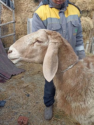 Баран, овца: Продаю | Овца (самка) | Арашан | Для разведения — 2