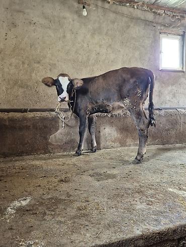 cins ineklerin satisi 2018: Dana, buzov, Dişi, ay: 4, Damazlıq — 7