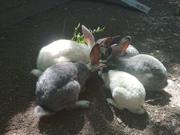 Декоративные кролики: Продаю кроликовтри девочки три мальчика6 месяцев двое беременные