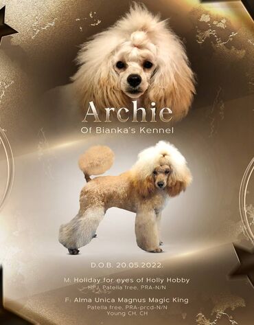 Psi: Na prodaju mužjak pudle Archie of Bianka's Kennel Oštenjen 20.05.2022