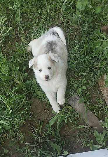 balaca cins itler: Akita-inu, 2 ay, Erkək, Peyvəndli, Ünvandan götürmə — 2