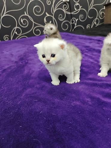 Продажа кошек: Открыта бронь на чистокровных шотландских малышей, родились — 6