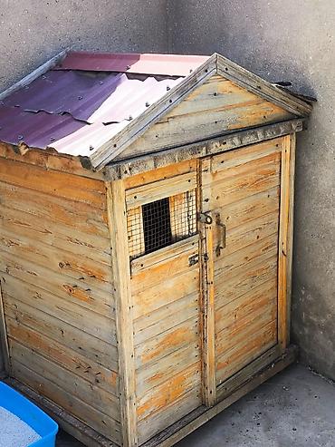 qus dami satilir: Taxta göyərçin yuvası/kümesi - Material: qalın taxta karkas, iç və — 1