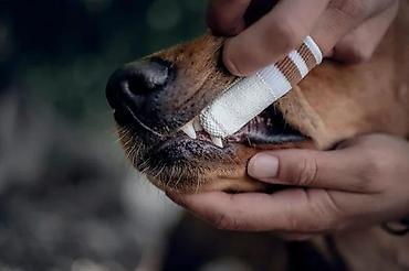feisty pets: LILA LOVES IT – Dental Micro-Fleece prst za čišćenje zuba za pse i — 7