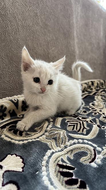 британские котята характер: 1 месяц, Девочка, Белый, Приучена к лотку — 1
