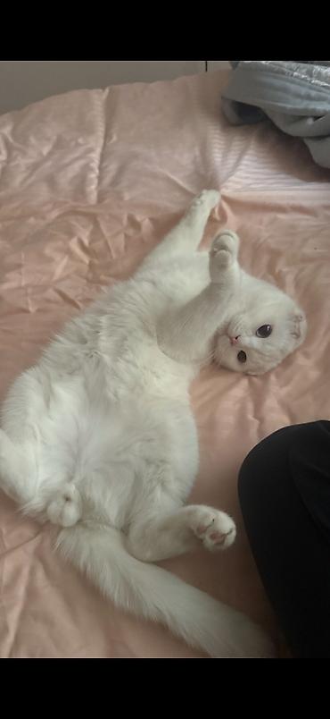 1 мальчик 2 котёнка: Кошка даром: Скотиш Фолд (Шотландская вислоухая), 1 год, Мальчик, Кастрирована, Приучена к лотку, С прививками — 3