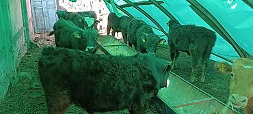 Коровы, быки: Продаю | Бык (самец) | Полукровка | На откорм — 6