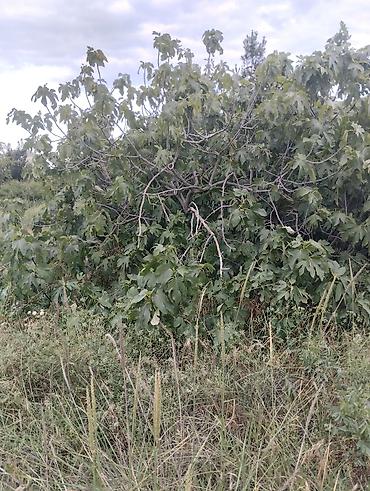 Torpaq sahələrinin satışı: 12 sot, Tikinti -da lalafo.az — 8 Torpaq sahələrinin satışı: 12 sot, Tikinti — 8
