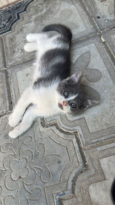 котята в добрые руки баку: Шотладская вислоухая, Самец, Самка, В добрые руки, Бесплатная доставка