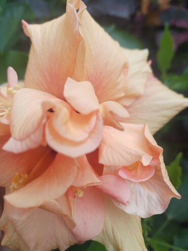 Otaq bitkiləri: Otaq bitkiləri – Fikus elastika kolleksiyası və digər dekorativ növlər — 24