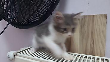 pişik cüt: ПАПА - МЕЙНКУН,МАМА-ШОТЛАНДКА. КОТЯТАМ 1,5 МЕСЯЦА. ХОДЯТ В ЛОТОК,ЕДЯТ — 9