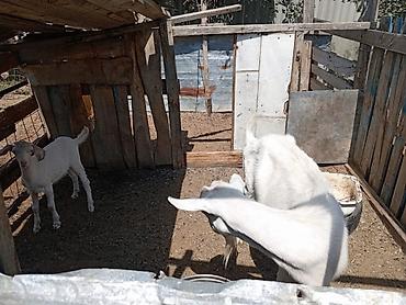 Козы, козлы: Продаю | Коза (самка) | Для молока | Племенные — 15