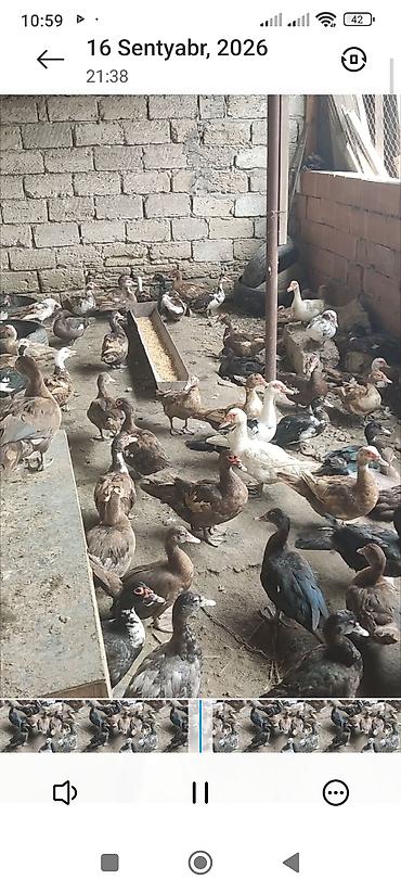 qaz ördey: Cins lal ördəklər satılır — 2